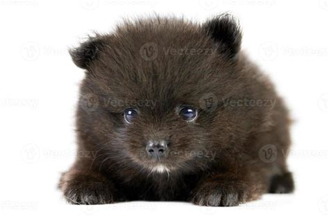 Pomeranian Spitz black puppy isolated 9755158 Stock Photo at Vecteezy