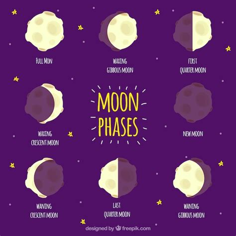 Free Vector | Phases of the moon set