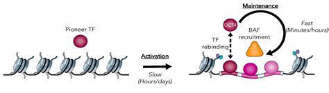 Transcription Factors