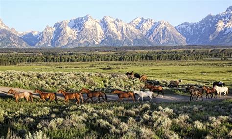 Triangle X Ranch, Wyoming: Grand Teton National Park - AllTrips