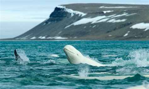 Svalbard Wildlife | Guide & Travel Advice from Swoop Arctic