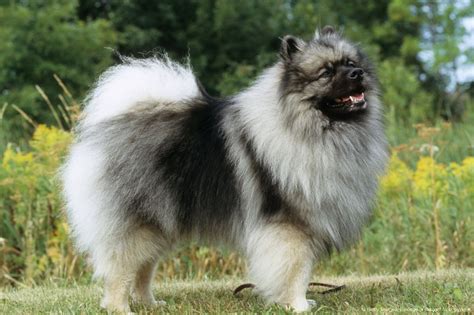 Keeshond, a dog breed native to the Netherlands. Dutch Barge, I Love Dogs, Cute Dogs, German Dog ...