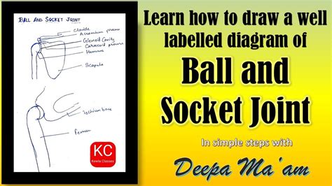 How to draw well labelled diagram of Ball and Socket Joint & examples ...