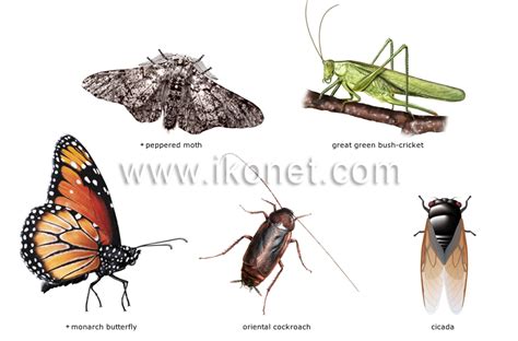 Class Insecta Examples