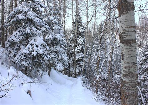 Snowy Hiking Trail Photograph by Jim Sauchyn - Fine Art America