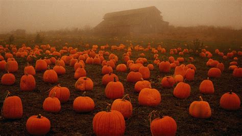 Autumn Halloween Wallpaper | Pumpkin field, Pumpkin wallpaper, Pumpkin ...