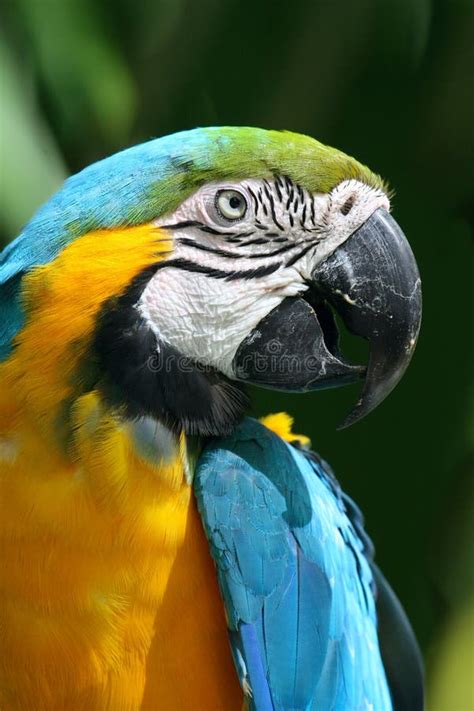 Parrot - Blue and Yellow Macaw Stock Photo - Image of jungle, beak: 4853260