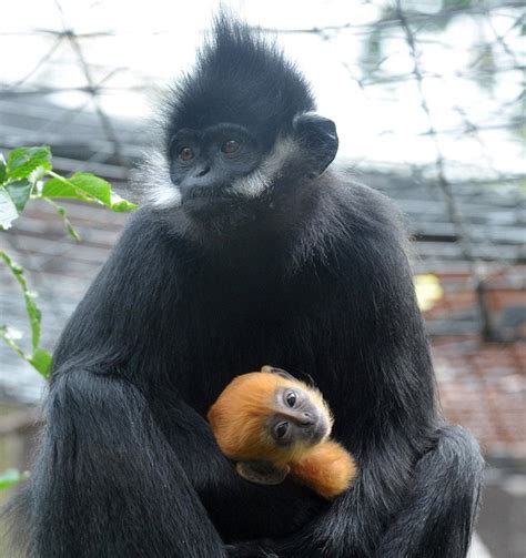 Monyet hitam lahirkan anak warna perang kemerahan di Zoo London - Unikversiti