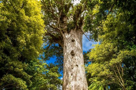 Waipoua forest - Northland | Cestujlevne.com