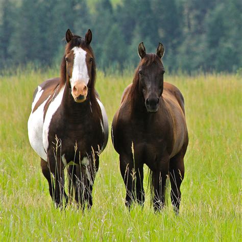 American Paint Stallion and Mare Photograph by Karon Melillo DeVega