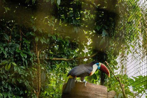 140+ Toucan Cage Stock Photos, Pictures & Royalty-Free Images - iStock