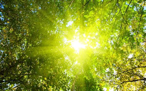 Imagem de Fundo - Sol entre a folhagem das árvores | Imagens de Fundo