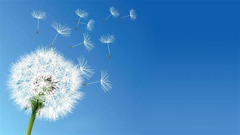 Dandelion Wallpapers - Wallpaper Cave