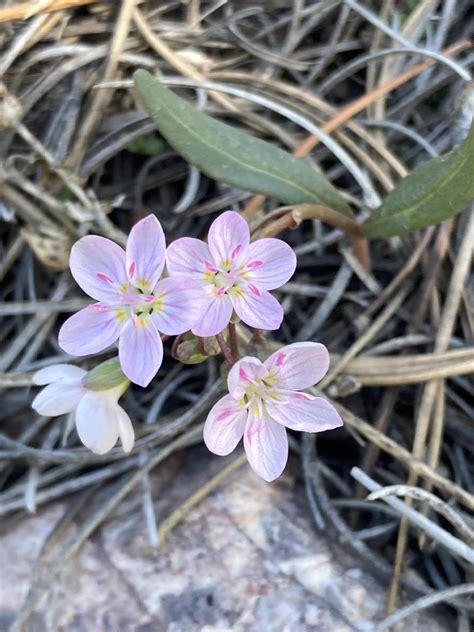 Desert flowers from Colorado : r/plants