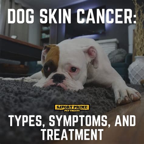 Dog Skin Cancer: Types, Symptoms, and Treatment - Savory Prime Pet Treats