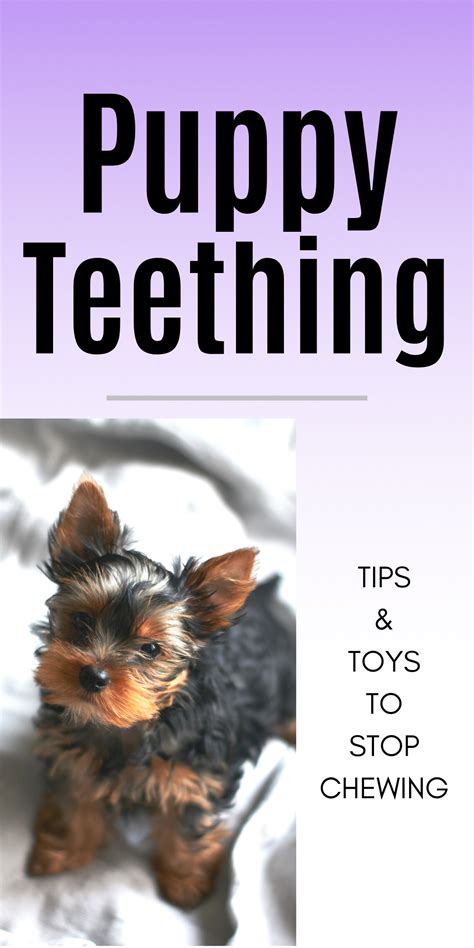 Puppy Teething: Tips And Tools To Get Through It – BF House | Puppy teething, Puppy teething ...