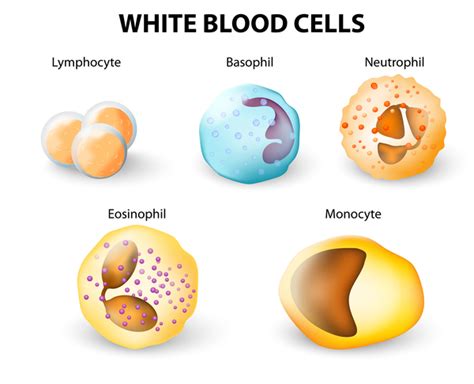 Barth syndrome: MedlinePlus Genetics