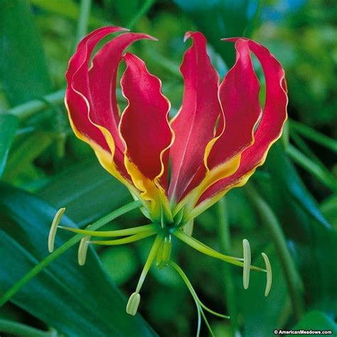 Gloriosa Lily, also called Fire Lily, is a tropical trailing vine that produces flame-colored ...