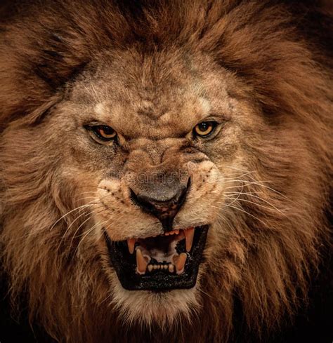 Lion in circus stock image. Image of power, king, angry - 32089447