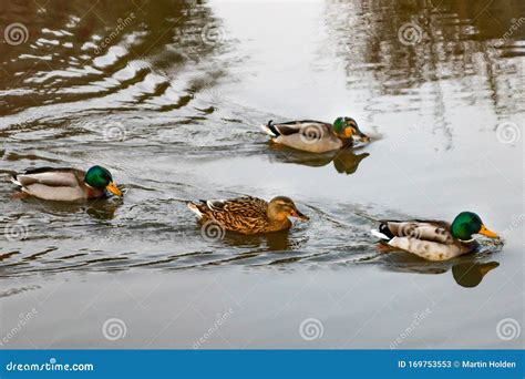 Four swimming ducks stock image. Image of animals, waters - 169753553