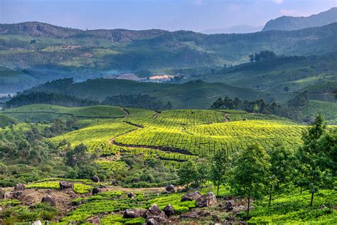 Tea plantation | Reiner's Travel Photography