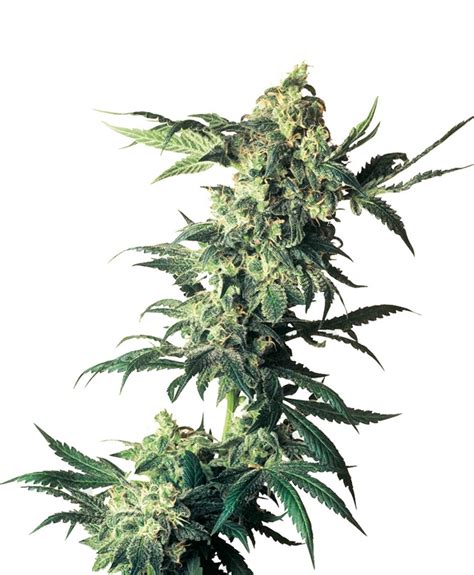 Northern Lights Strain - Growing Tips and Medical Effects | Marijuana ...