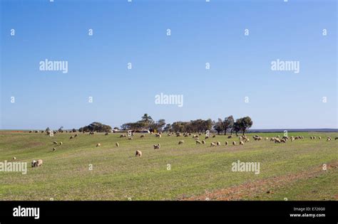 sheep farming in Australia Stock Photo - Alamy