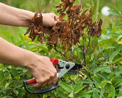 Pruning honeysuckle: simple tips for tidying up these plants | Gardeningetc