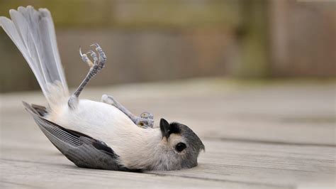 how to treat a sick bird at home - huolenilmaisuista