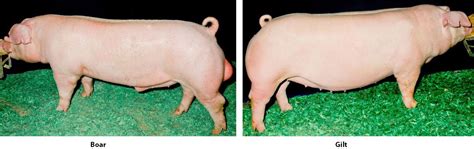 Swine Discovery - Breeds - Landrace | Animal & Food Sciences