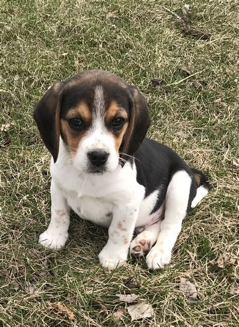 Beagle Puppies For Sale | Windom, MN #297046 | Petzlover