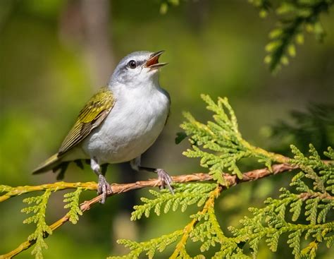 Tennessee Warbler - Owen Deutsch Photography