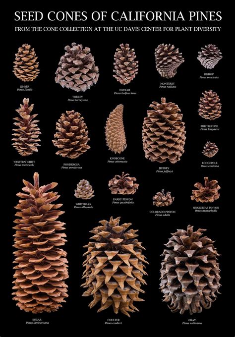 virginia pine tree identification - Eilene Sisson