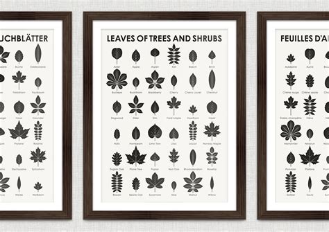 Tree Identification Chart