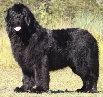 Newfoundlands: What's Good About 'Em, What's Bad About 'Em