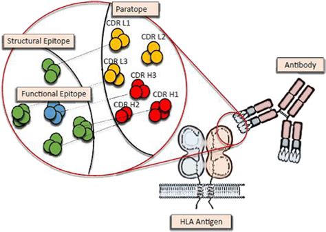 Epitope–paratope interaction: The paratope incorporates the three ...