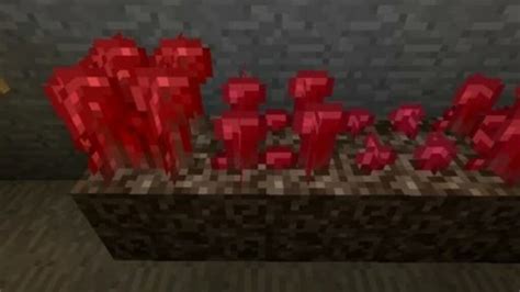 So erhalten Sie Minecraft Nether Warts: Standort, Verwendung und mehr! - Moyens I/O