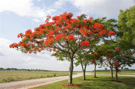 Royal Poinciana Tree stock photo. Image of nature, leaf - 10617116