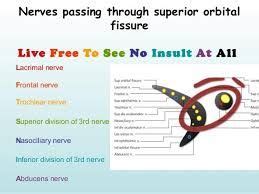 Image result for mnemonic annulus of zinn | Medical mnemonics, Mnemonics, Human anatomy and ...