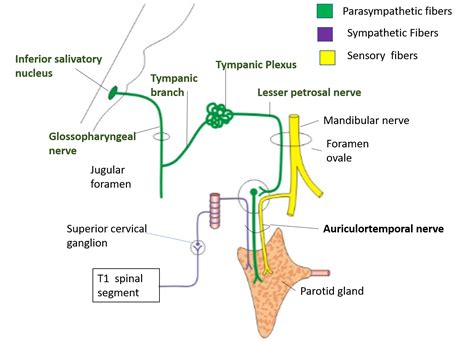 Parotid Gland - Anatomy QA