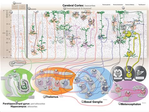 The Circuits of The Brain – The Natural Law Institute