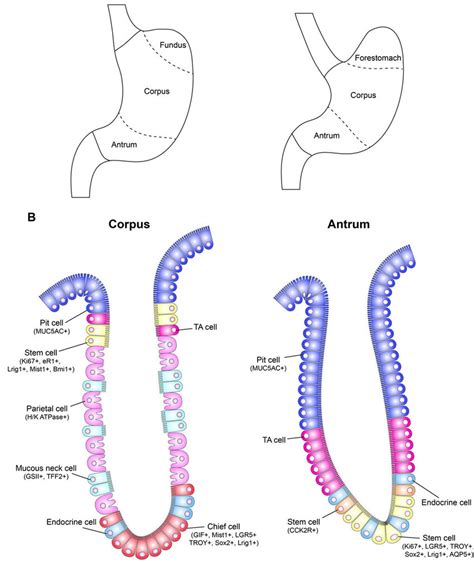 Illustrations of the human and mouse stomach. (A) Anatomy of the human ...