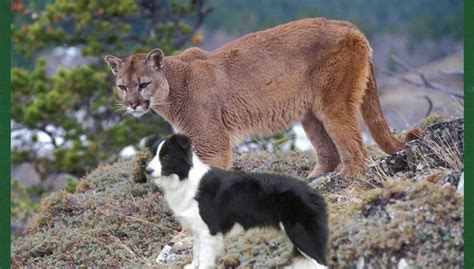 ‘Clear picture’ of puma in British countryside is a domestic cat (as ...