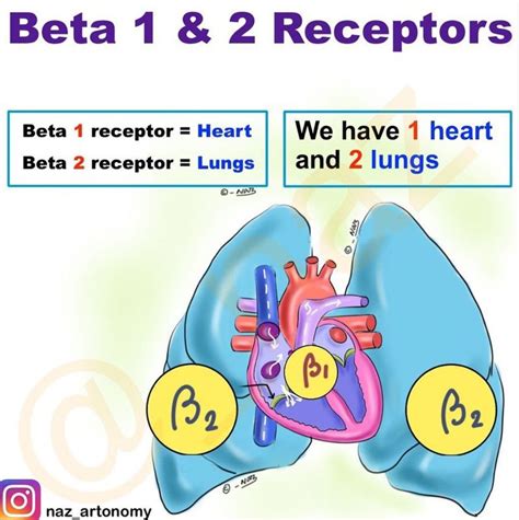 Beta 1 and 2 receptors - MEDizzy