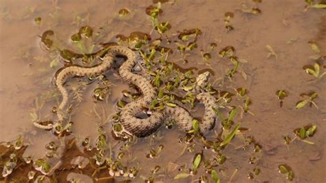 Snake Taking Deep Breath After Swimming Stock Footage Video (100% Royalty-free) 1090292567 ...