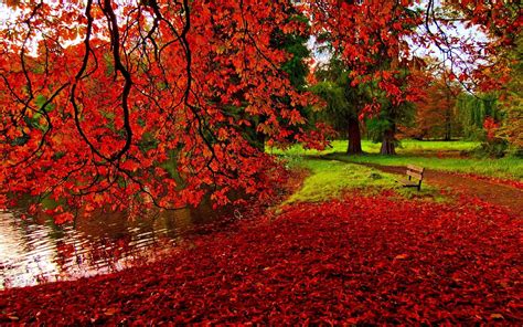 Autumn Leaves Wallpaper Desktop - KoLPaPer - Awesome Free HD Wallpapers