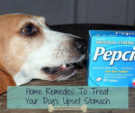 Home Remedies To Treat Your Dog's Upset Stomach. treat dog's upset ...