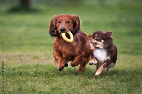 two small dogs playing together outdoors Stock Photo | Adobe Stock