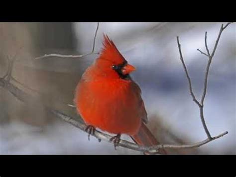 Northern Cardinal Bird Song Video: Bird Songs Eastern North America-Red ...