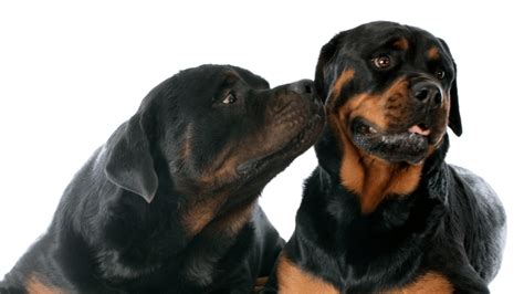 The Black Rottweiler: Does It Exist & Can You Get One? – PawSafe